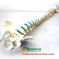 SPINE04 (12375) Medical Science Life Size 29" Tall Medical Skeleton Models Blue Vertebral Column with Pelvis